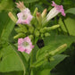 TOBACCO 'Havana 608' --Nicotiana tabacum--