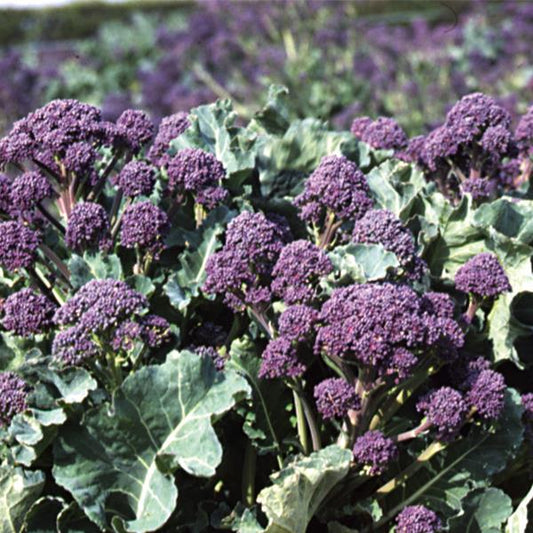 BROCCOLI 'Rudolph Sprouting'