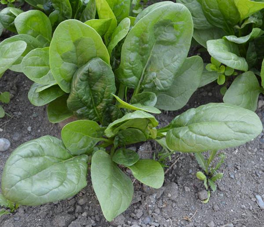 SPINACH 'Lakeside'