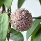 Hoya parasitica var. pink
