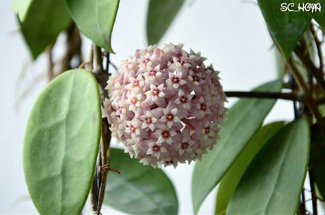 Hoya parasitica var. pink