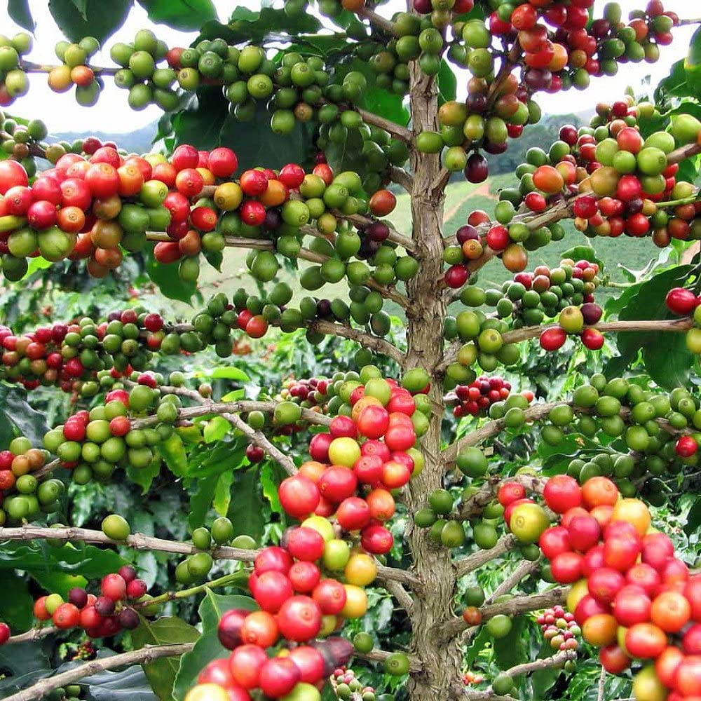 COFFEE BUSH --Coffea arabica--