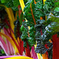 CHARD 'Four Star'