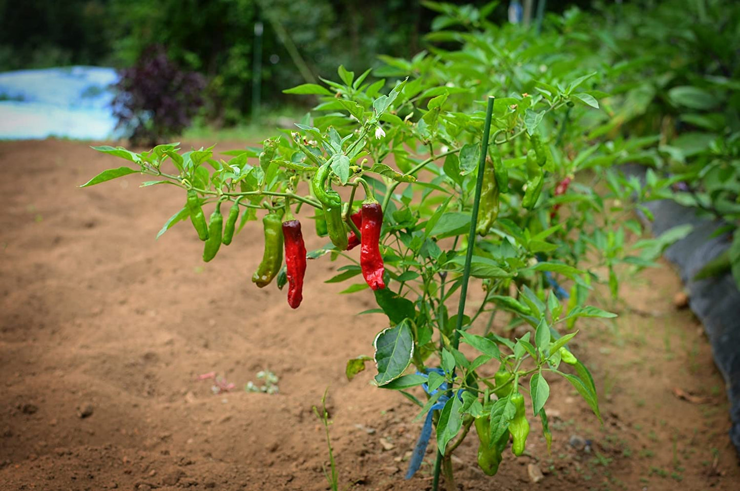 PEPPER 'Manganji'