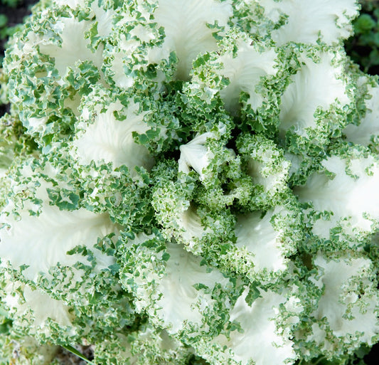 KALE 'Casper'