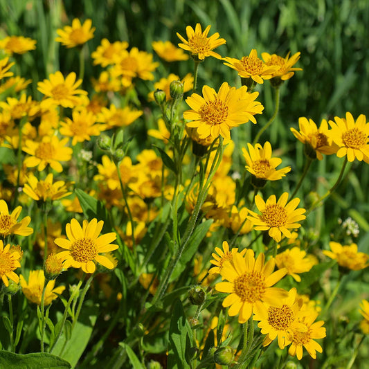 ARNICA 'Mexican' --Heterotheca inuloides--