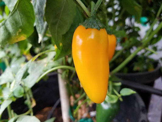 PEPPER 'Pumpkin Spice Jalapeño'