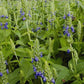 CHIA --Salvia hispanica--