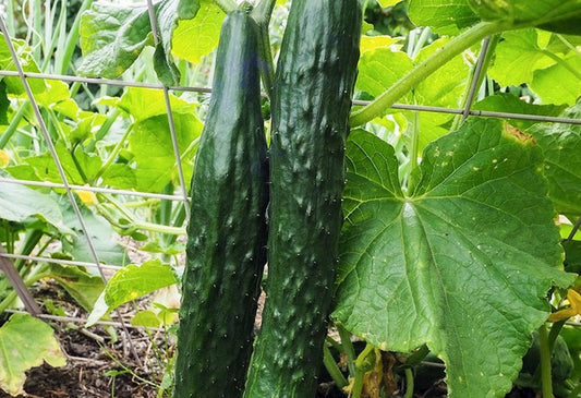 CUCUMBER 'Suyo Long'