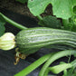 SQUASH 'Costata Romanesco'
