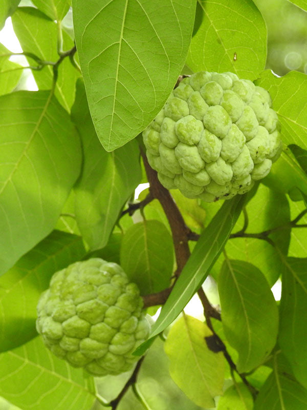 SWEETSOP --Annona squamosa--