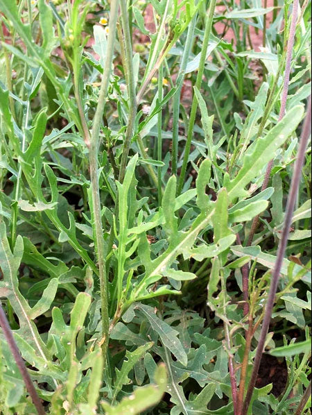 ARUGULA 'Sylvetta' --Diplotaxis tenuifolia--
