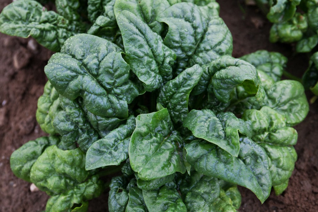 SPINACH 'Abundant Bloomsdale'