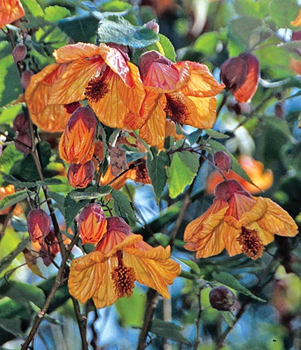Abutilon --Fool's Gold Flowering Maple--