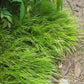 Acorus gramineus 'Minimus Aureus' --Dwarf Golden Sedge--
