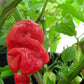 PEPPER 'Ají Chombo' --Capsicum chinense--