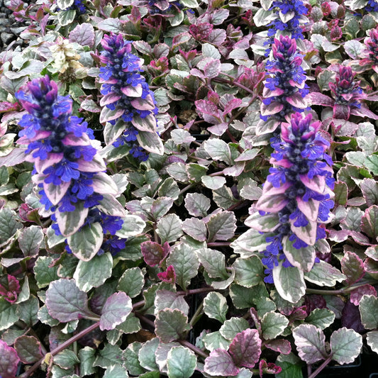 Ajuga Reptans --Burgundy Glow Bugleweed--