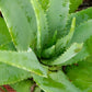 ALOE VERA 'Large-Leaf' --Aloe barbadensis--