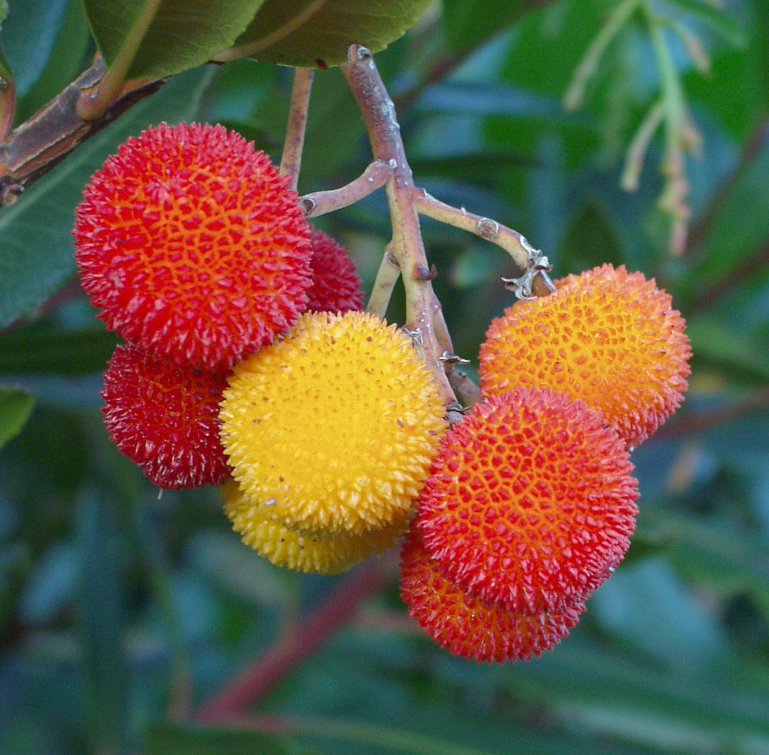 STRAWBERRY TREE --Arbutus unedo 'Compacta'--