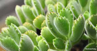 Cotyledon ladismithiensis --Bear's Paw--