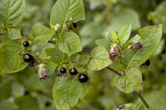 BELLADONNA 'Official' --Atropa belladonna--