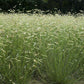 Bouteloua gracilis --Blue Grama Grass--