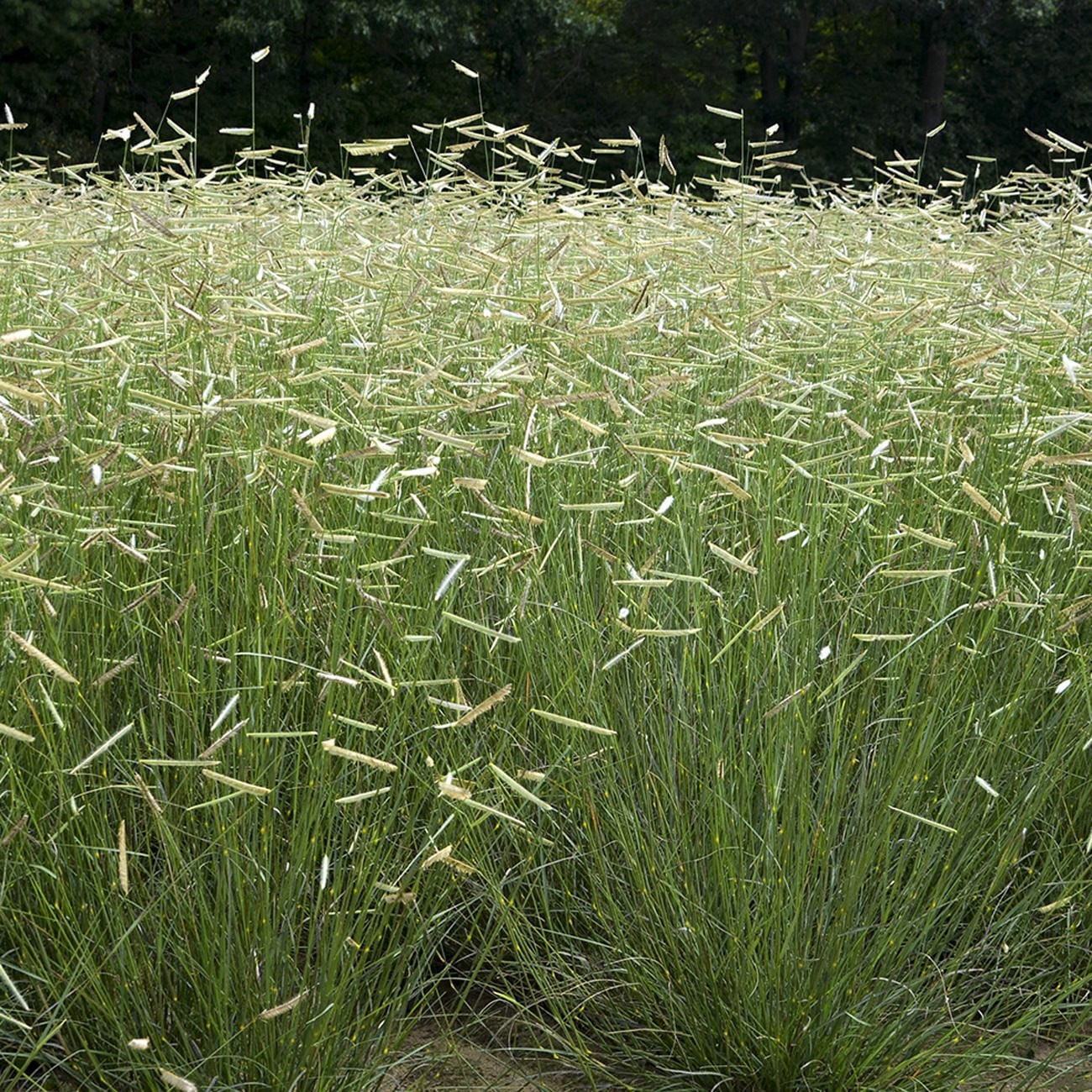 Bouteloua gracilis --Blue Grama Grass--