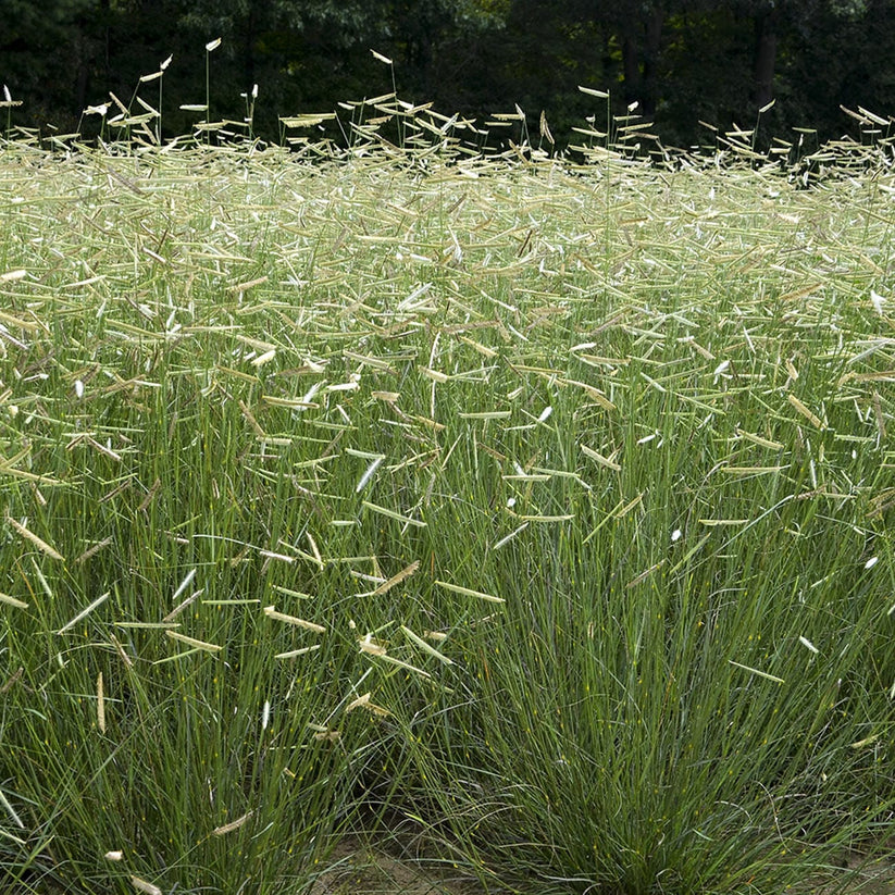 Photo inspiration: Bouteloua Gracilis Blue Grama Grass Photo Inspiration