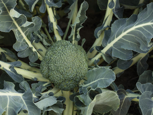 BROCCOLI 'Batavia'