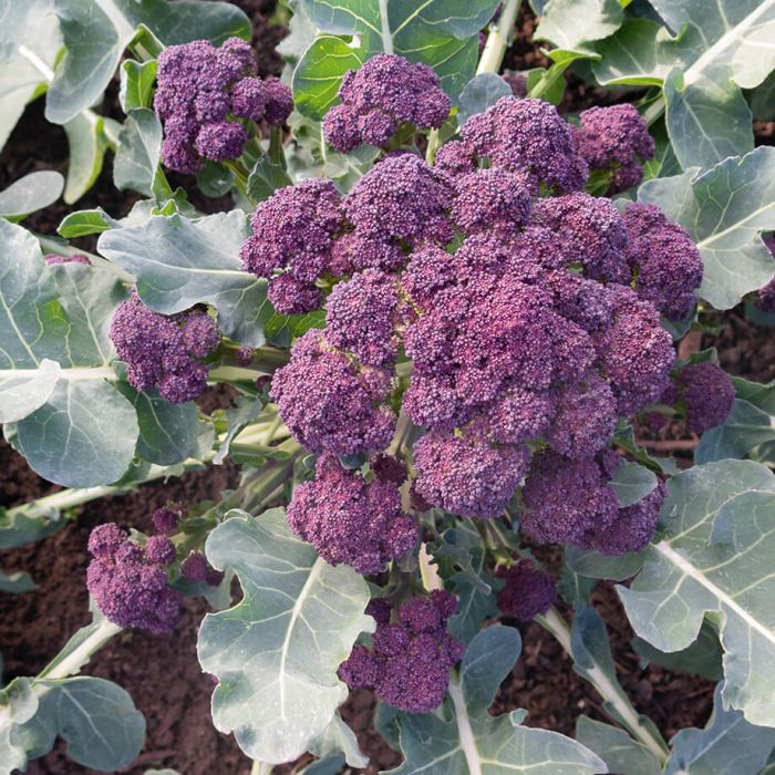 BROCCOLI 'Burgundy Sprouting'