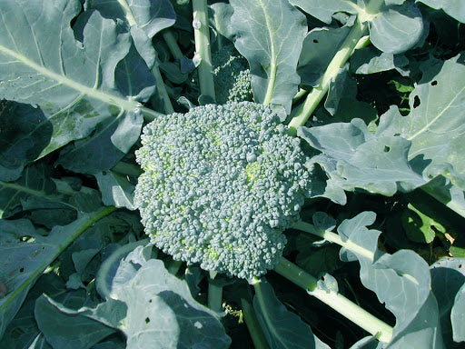 BROCCOLI 'Green King'