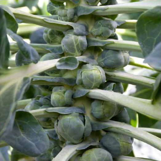 BRUSSELS SPROUT 'Catskill'