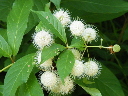 Cephalanthus occidentalis --Buttonbush--