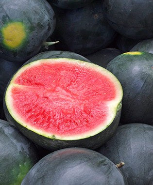 MELON 'Black Diamond Watermelon'