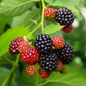 BLACKBERRY 'Sweetie Pie Thornless' --Rubus fruticosus--