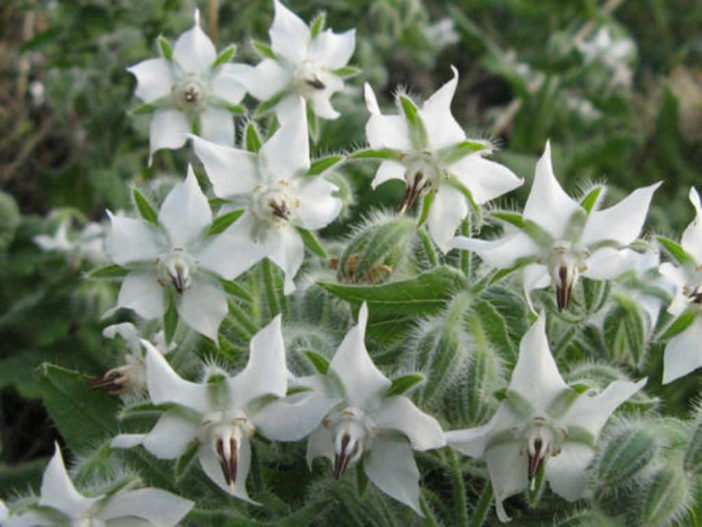BORAGE 'White-Flowered' --Borago officinalis 'Alba'--