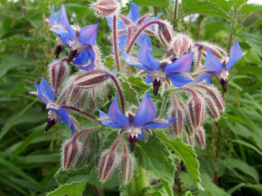 BORAGE --Borago officinalis--