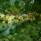 FRANKINCENSE 'True' --Boswellia sacra--