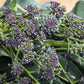 BROCCOLI 'Early Purple Sprouting'