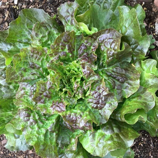 LETTUCE 'Bronze Mignonette'