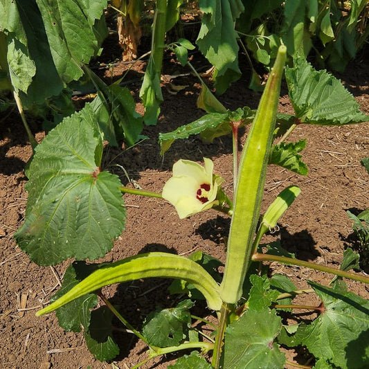 OKRA 'Burmese'
