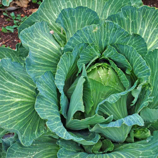 CABBAGE 'Early Jersey Wakefield'