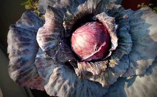 CABBAGE 'Mammoth Red Rock'