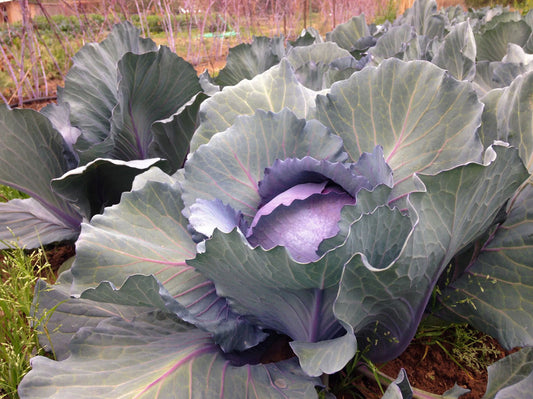 CABBAGE 'Red Express'