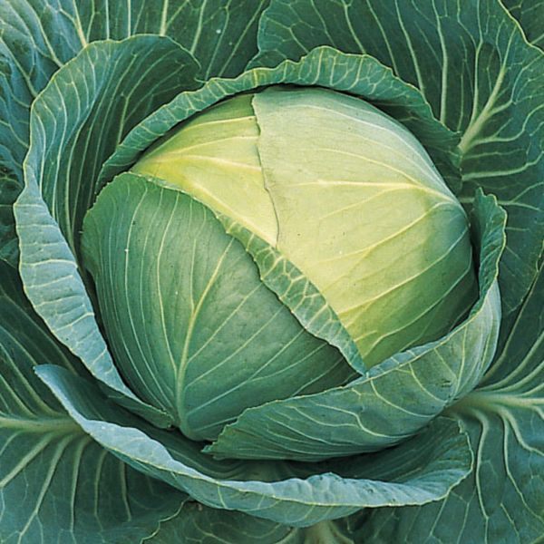 CABBAGE 'Passat'