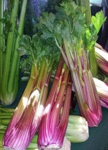 CELERY 'Redventure'