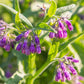 COMFREY 'True' --Symphytum officinalis 'Patens'--