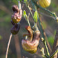 Aristolochia californica --California Dutchman's Pipevine--