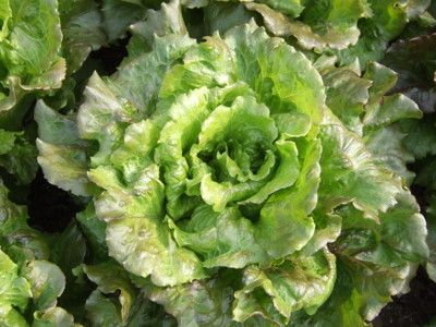 LETTUCE 'Canasta'