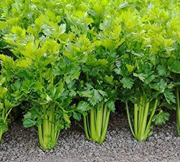 CELERY 'Tendercrisp'